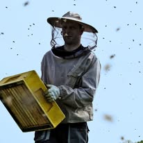 One day as Beekeeper