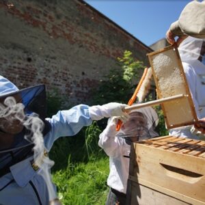 Honey Harvest