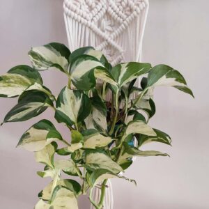 Hand-woven macramé plant hanger